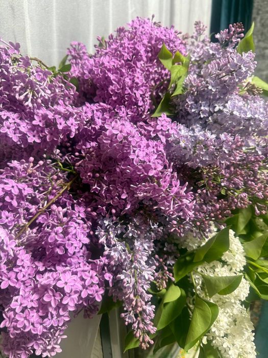 Продается сирень.