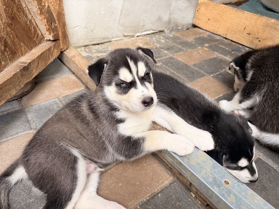 Pui Husky siberian