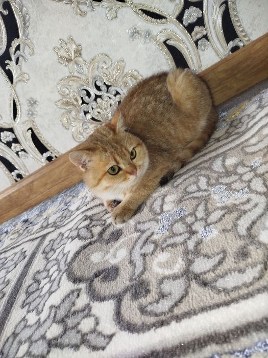 Zolotoy britanskiy shinshilla