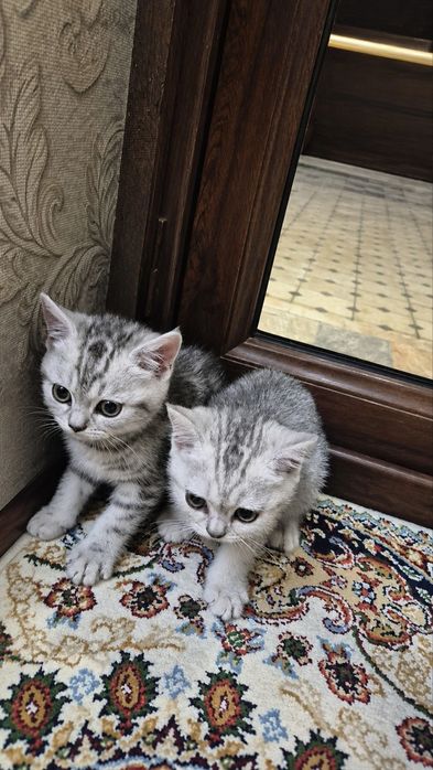 Британские короткошёрстные котята
Возрас