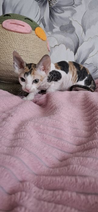 Сфинксы милые создания