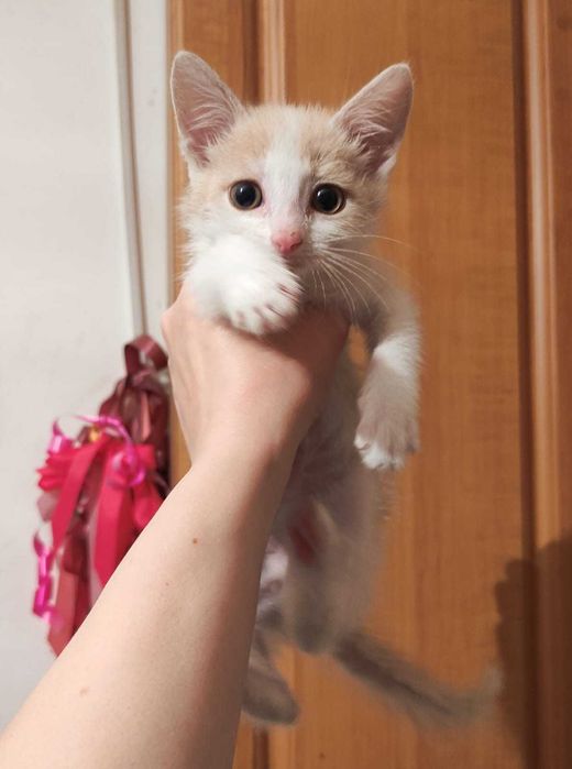 Котята в добрые ручки.