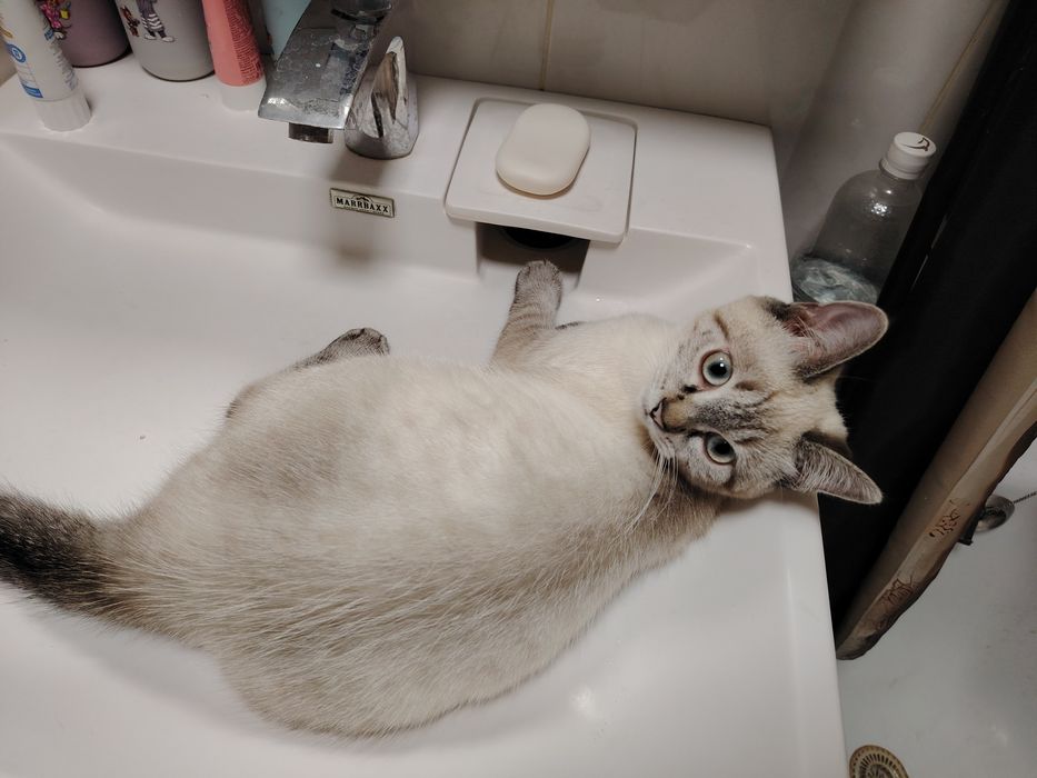 Котёнок в добрые любящие руки