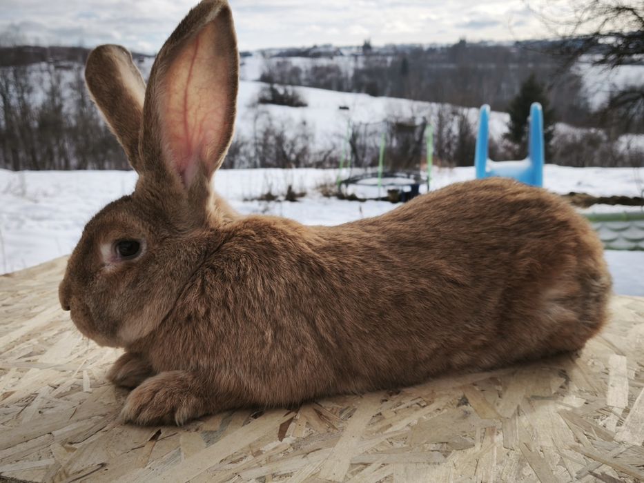 Mascul uriaș german galben