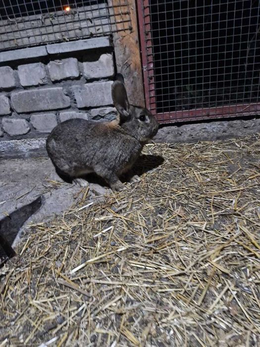 Продам рабочего  крола