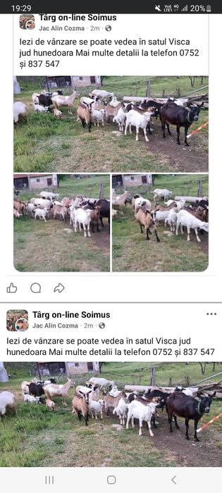 Iezii de vânzare