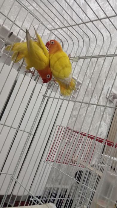 Toʻti sotiladi loveberd