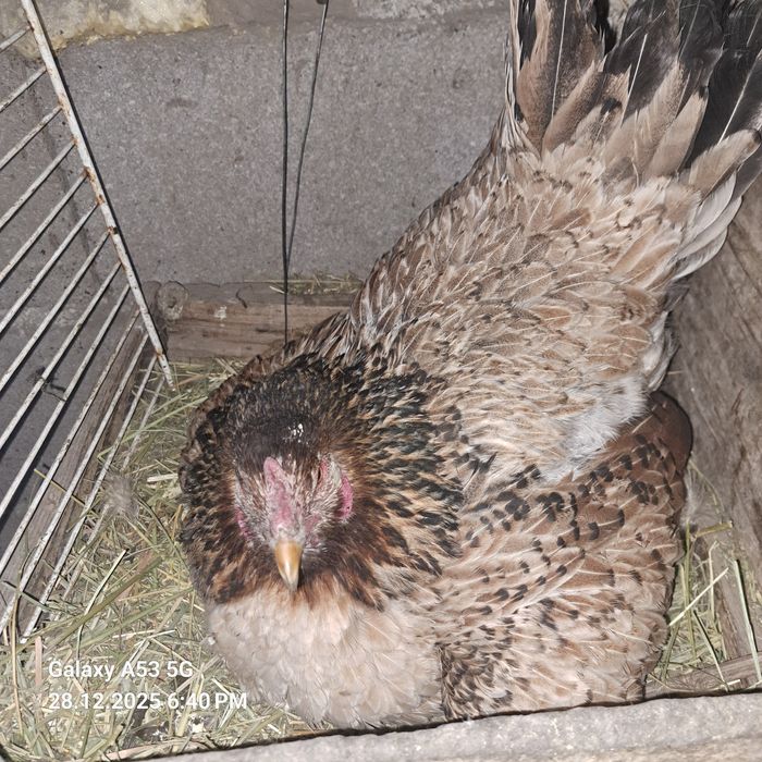 Продам Курицу квочку