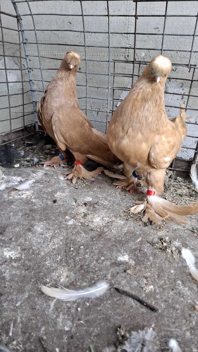 Animale si pasari