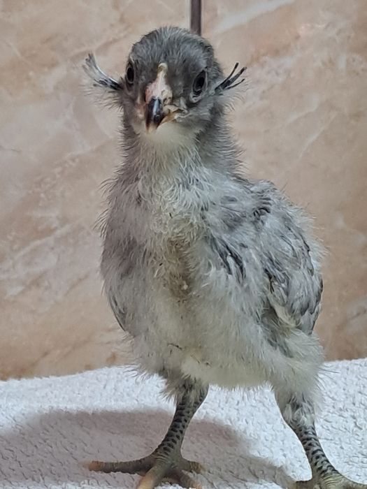 Vimd pui de rasă Boldesti-Scaeni • OLX.ro