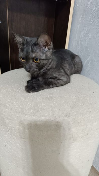Отдам котят в хорошие ,добрые руки