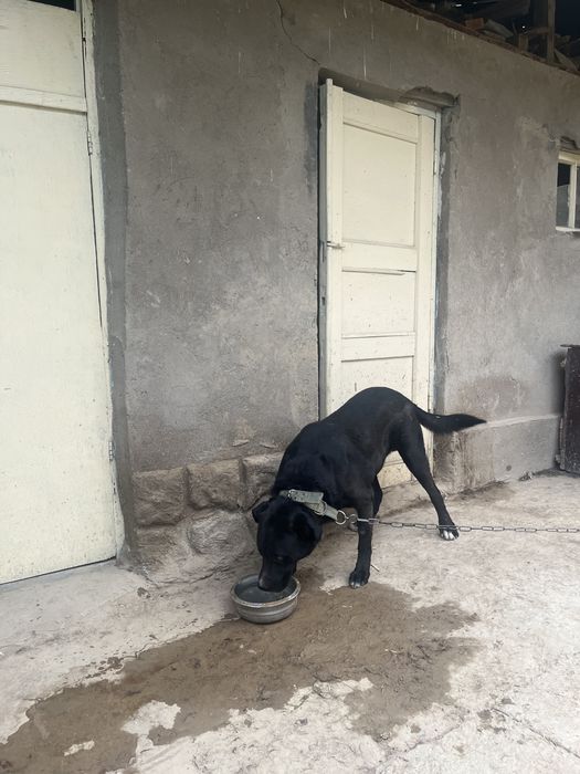 Продается собака
