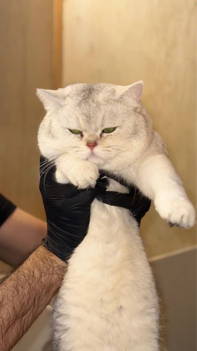 Ищем невесту для нашего красавчика-кота