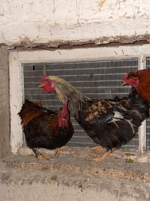 Кораздар 7еу 5мыннан