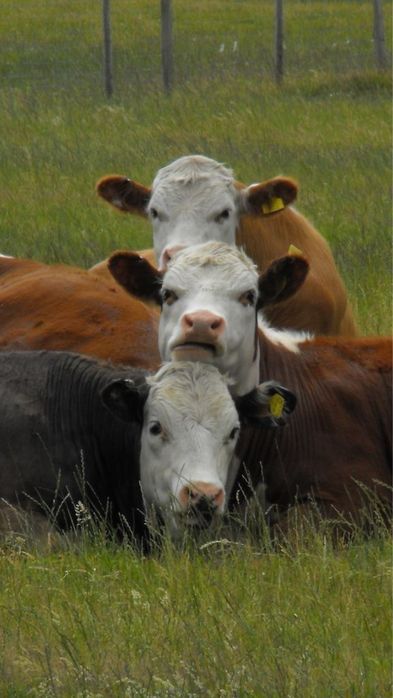 Крестьянское хозяство