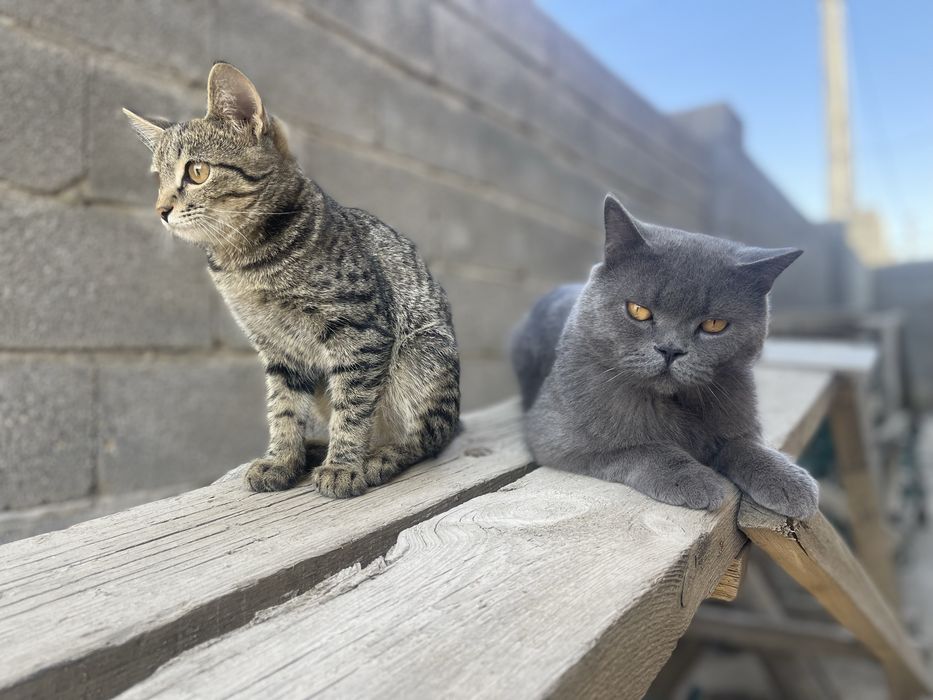 кошечку в добрые руки