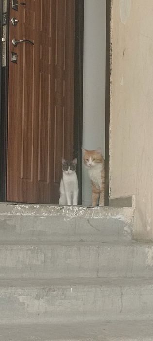 Отдам даром котенка