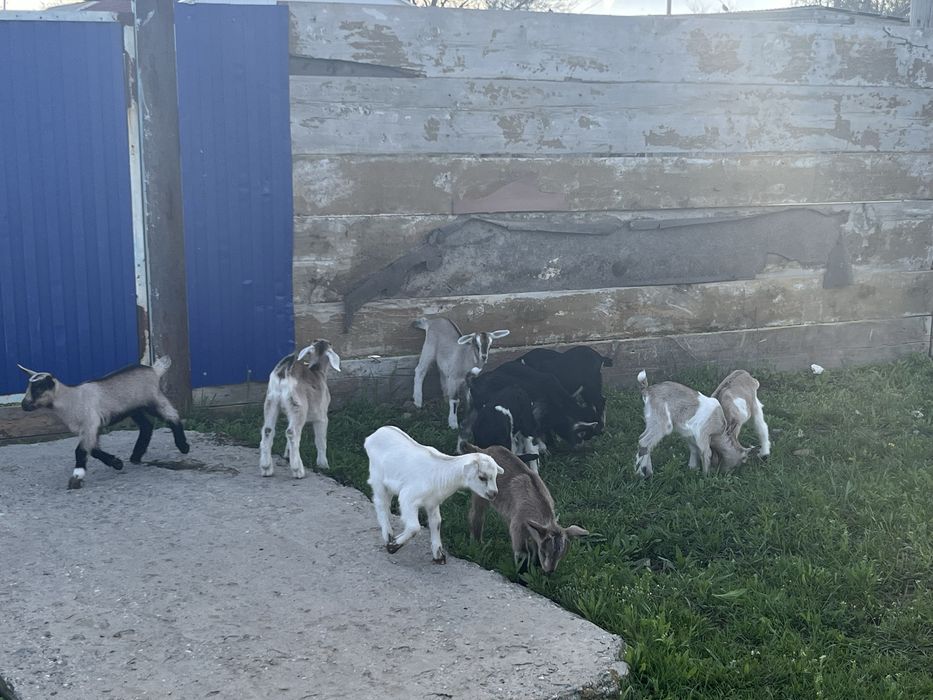 Продам Коз и козлят