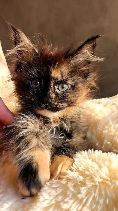 Шикарные ДЕВОЧКИ - мейн кун детки