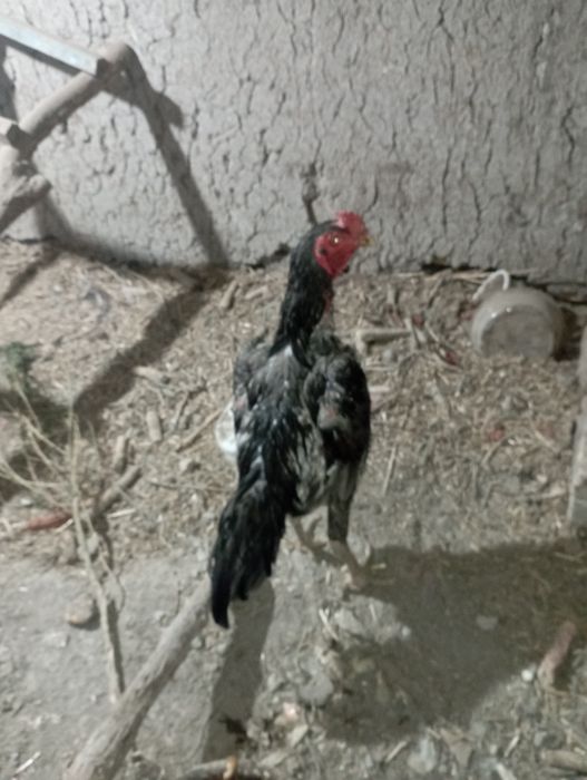 Koʻrib olasila bemalol uyga kirib