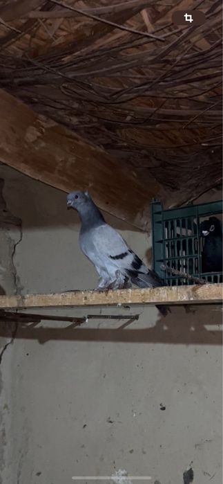 Кептерлер бар таз