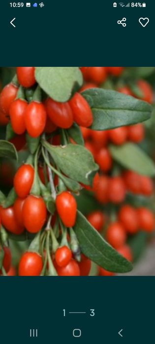 Годжи кучатлари сотилади