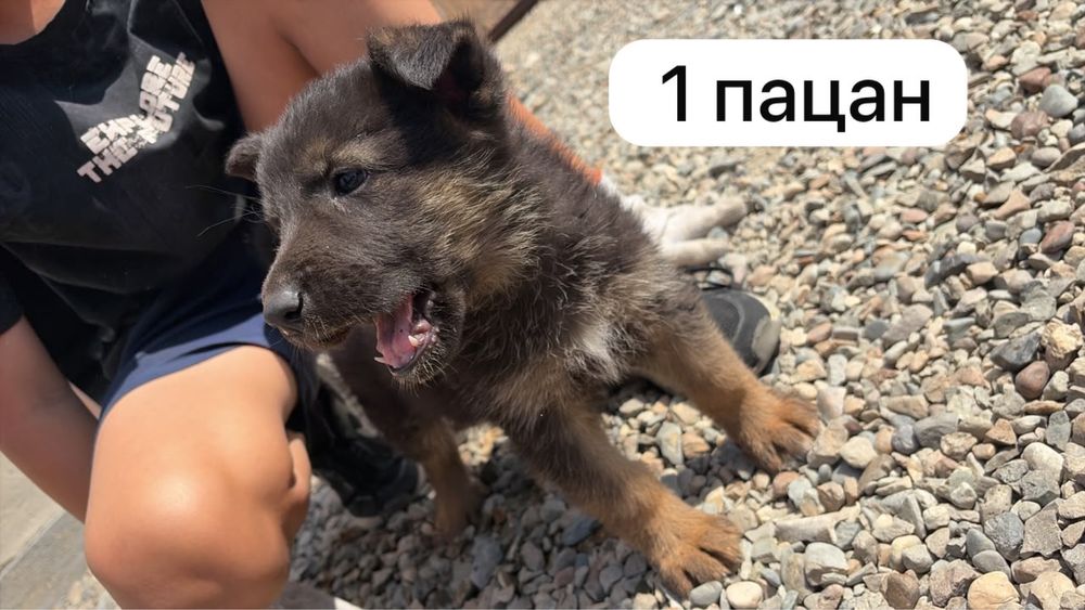 продам щенков немецкой овчарки