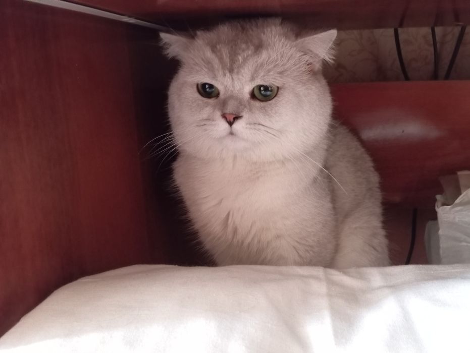 продается скоттиш страйт мальчик