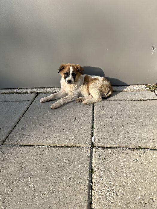 Подарява се мъжко кученце