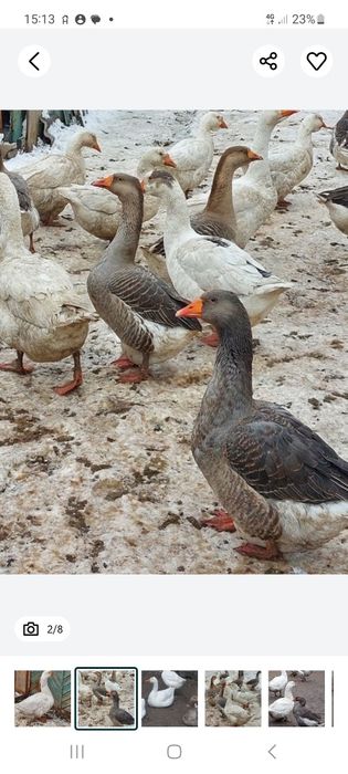 Гуси  домашние  молодые