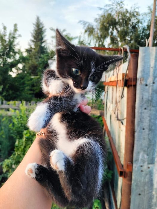Отдам котят в добрые руки