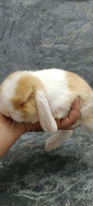 Дикаративные кролики