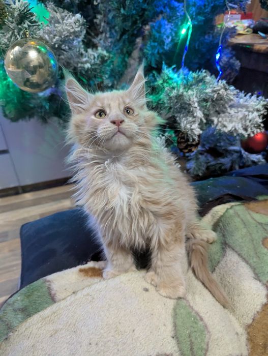 котята Мейн Кун  Полидакт