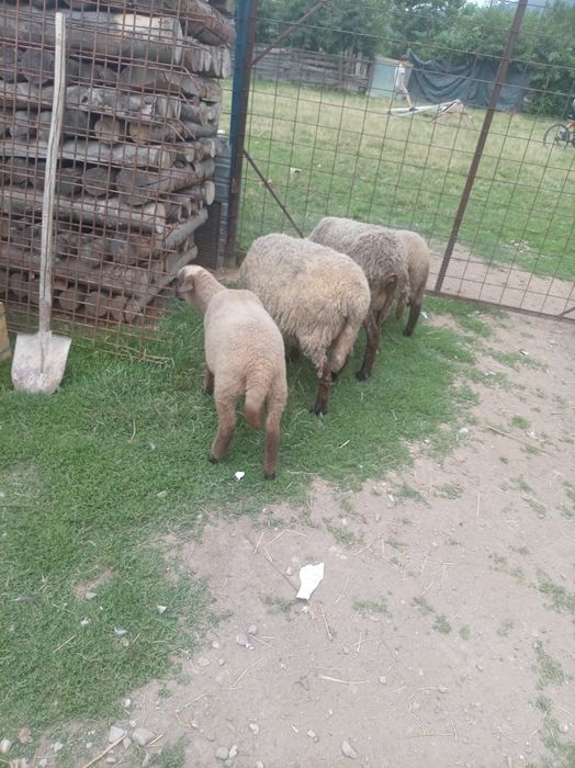 Vând doua oi cu miei