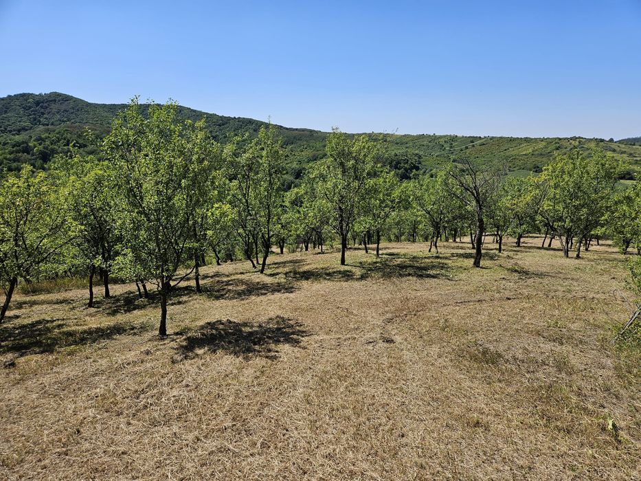 Prune roșii neculese