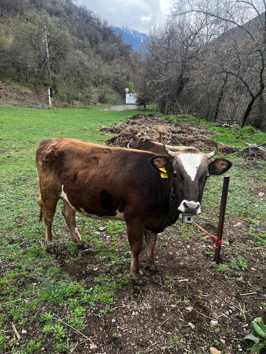 Продам беременная тёлка