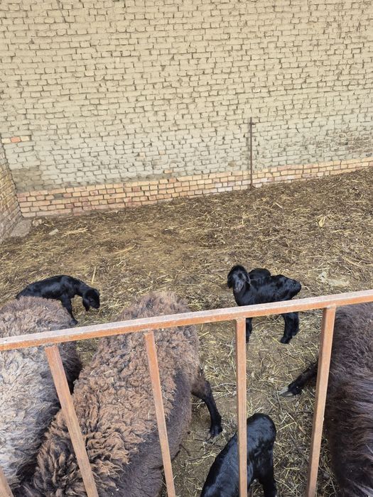 ona bola qo’ylar sotiladi.!