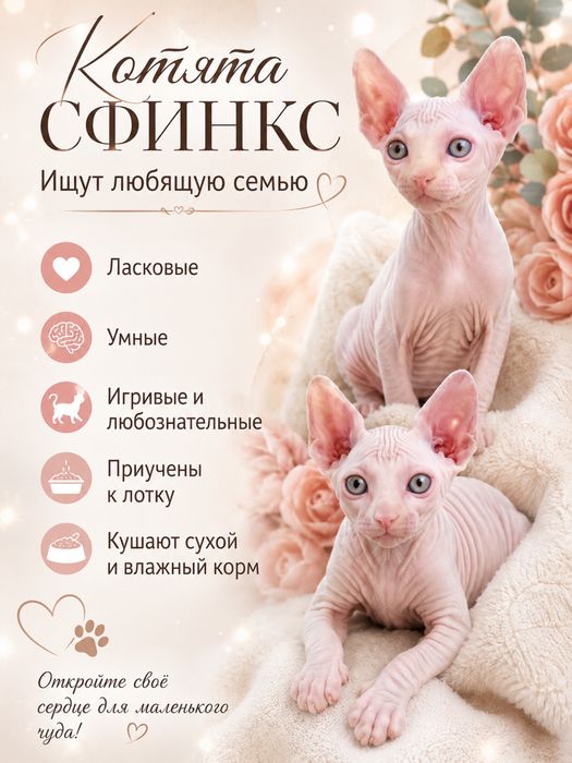 Продаются котята ( сфинкс)