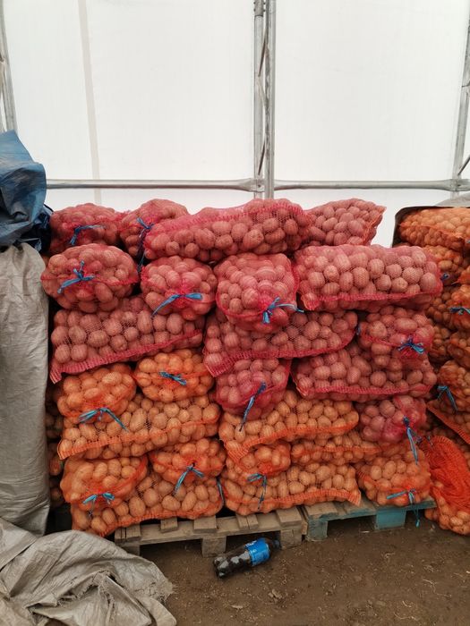 Cartofi de sămânță alb Marabel 1,8 ron/kg