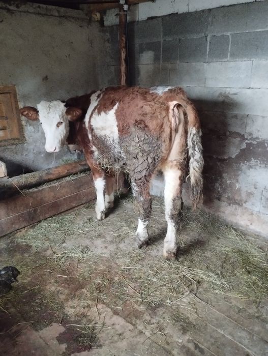 De vânzare o vițeauă