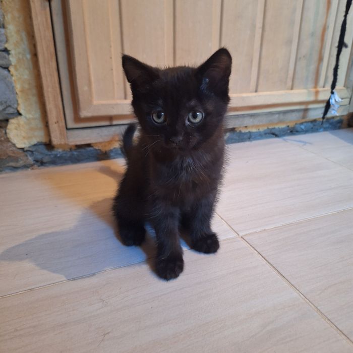 Отдам котика 2месяца
