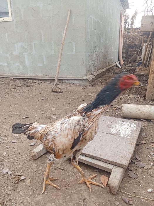 Курица даканка куры