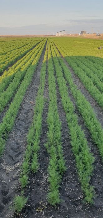 Mărar  verde cantitate