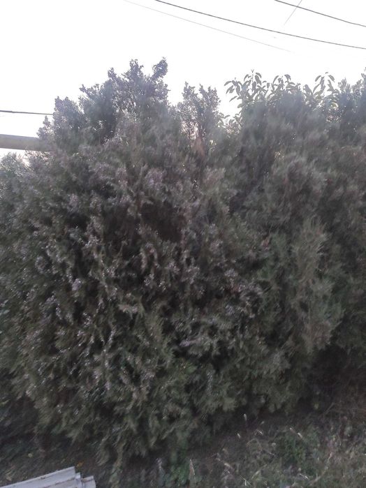 Саженцы Каштан .Туя продажа