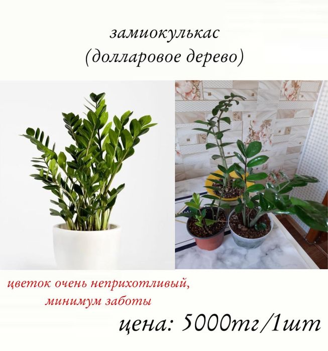 Замиокулькас (долларовое дерево)