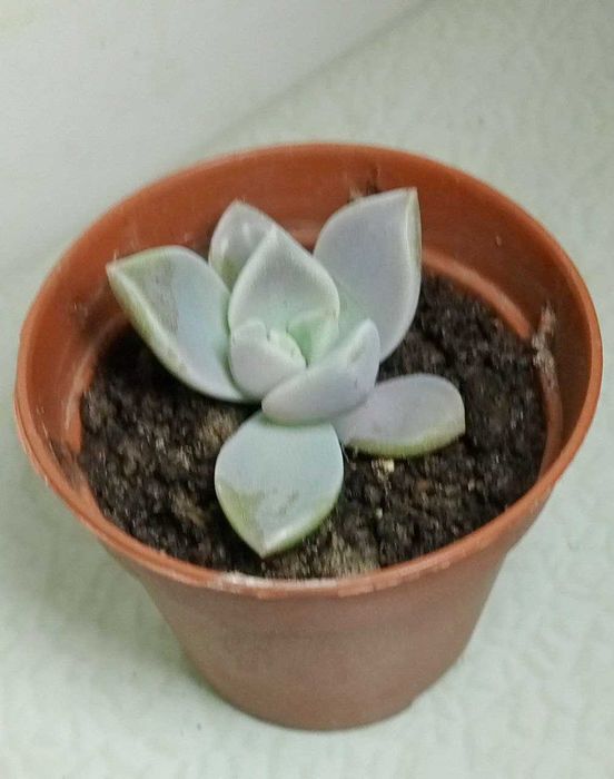 Эхеверия - каменная роза