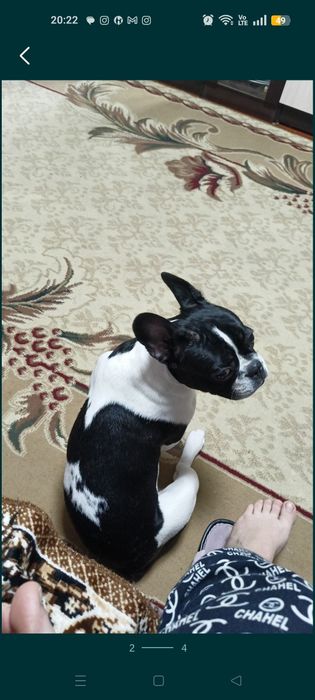 Ищем подругу для случки