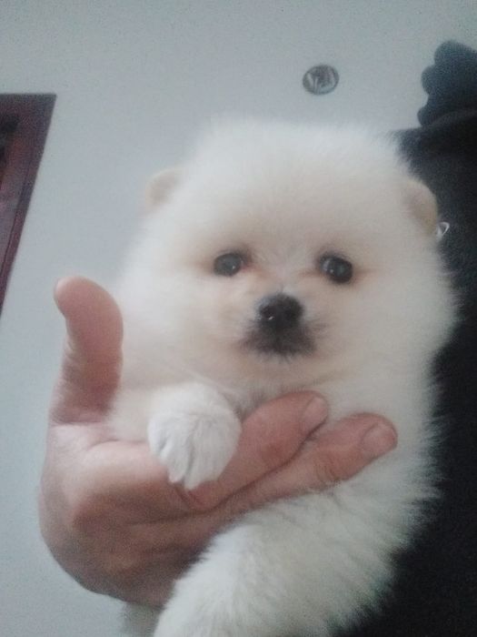 Cățel Pomeranian alb imaculat