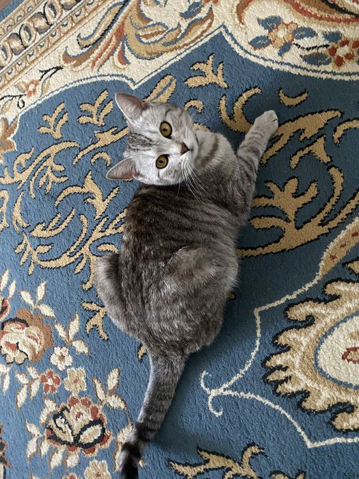 Кошка британский