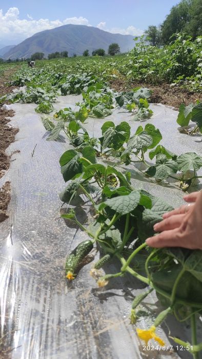 Участок КХ  70 соток